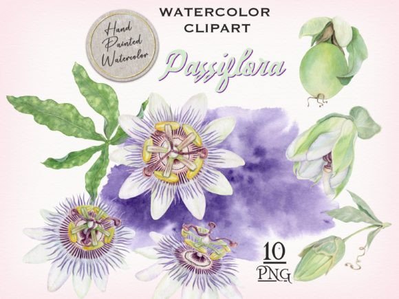 Download Passion Flower Watercolor Clipart - Flower Collection