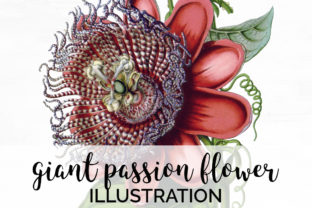 Download Giant Passion Flower - Flower Collection