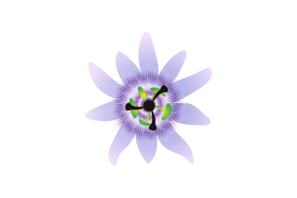 Download Passion Flowers Vector - Flower Collection