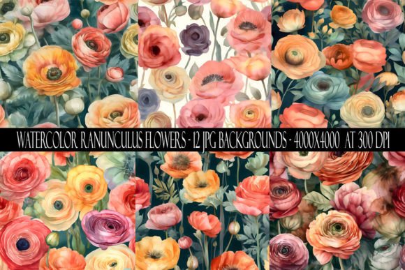 Download Watercolor Ranunculus Flower Backgrounds - Flower Collection